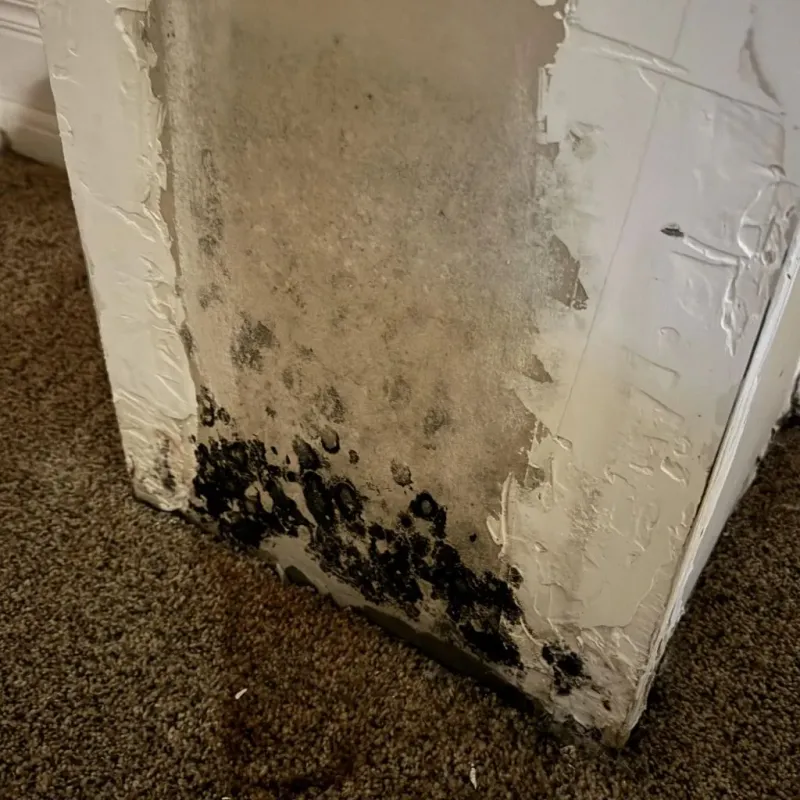 Professional Mold Removal in Mount Penn, PA